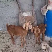 بزوکهر ماده چاق