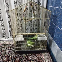 طوطی ملنگو|پرنده|کرمانشاه, |دیوار