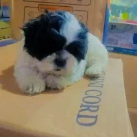 توله شیتزومالتیزعروسکی نر|سگ|رشت, جانبازان|دیوار