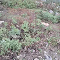 زمین ویلایی با موقعیت عالی در کانرود