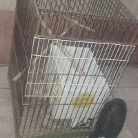 قفس بزرگ کاسکویی