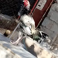 خروس لاری|حیوانات مزرعه|سراوان, |دیوار