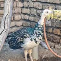 جوجه طاووس مصری|پرنده|تهران, والفجر (افسریه)|دیوار