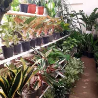 گل آپارتمانی مناسب روز مادر|گل و گیاه طبیعی|بیرجند, |دیوار