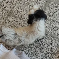 سگ خونگی تربیت شده|سگ|بهشهر, |دیوار