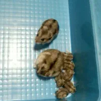 همستر کمپل|موش و خرگوش|کرج, فاز ۳ گوهردشت|دیوار