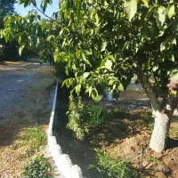 فروش باغ|فروش خانه و ویلا|بیلوار, |دیوار