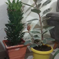 گلهای زیبا گلخونه ای نیستند|گل و گیاه طبیعی|ملارد, |دیوار