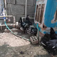 مرغ خروس گلین|حیوانات مزرعه|جیرفت, |دیوار