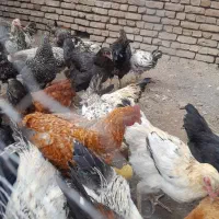 مرغ و خروس گلپایگان