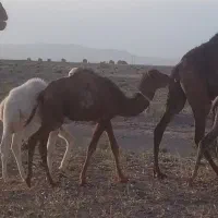 حیوانات مزرعه