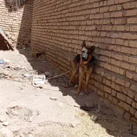 ژرمن شپرد|سگ|ششده و قره بلاغ, |دیوار