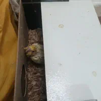 عروس هلندی|پرنده|مشهد, کشف|دیوار