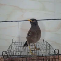 مرغ مینا