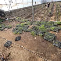 اجاره گلخانه ۶۰۰۰متری ورامین|اجارهٔ دفتر صنعتی، کشاورزی، تجاری|جوادآباد, |دیوار