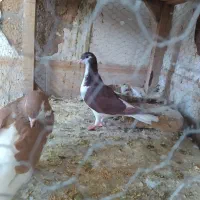 نر و ماده خال امری|پرنده|کاشمر, |دیوار