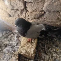 چندعددکبوترخوب
