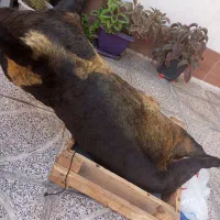 هیزه|کلکسیون و سرگرمی|کوهدشت, |دیوار