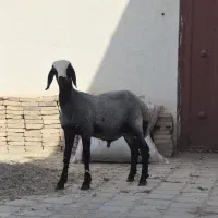بره نر