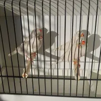 فنچ شارکول  کینگ انگلیسی اورجینال با جوجه