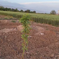 باغ بادام آبیک قشلاق