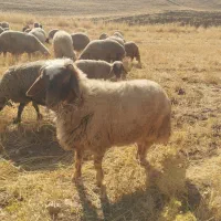 بره قوچ سنجابی