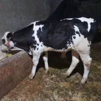 گوساله سیمینتال نر|حیوانات مزرعه|کرمانشاه, |دیوار