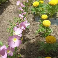 باغبانی و سمپاشی زدن علف های هرز گل درختکاری|خدمات باغبانی و درختکاری|مشهد, هنرستان|دیوار