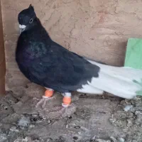 کفتر مقبول|پرنده|شاندیز, |دیوار