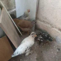 فروش 4عدد مرغ