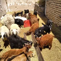 کود بز|عمده‌فروشی|زرند, |دیوار