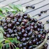 پخش نهال گیلاس تکدانه هارت گلدانی