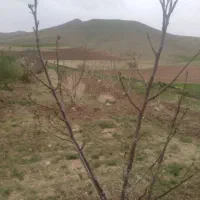 فروش باغ پسته بادام گردو