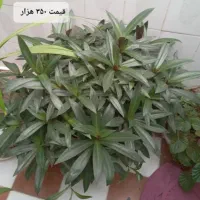 انواع گل طبیعی