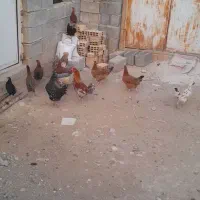 مرغ خروس|حیوانات مزرعه|سرپل ذهاب, |دیوار