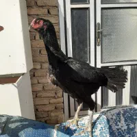 مرغ لاری سیاه|حیوانات مزرعه|چهاربرج, |دیوار