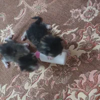 بچه گربه ۲ماهه وسگ ۹ماهه