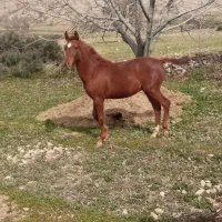 تجهیزات اسب سواری