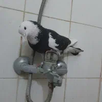 کفتر شازده سیاه