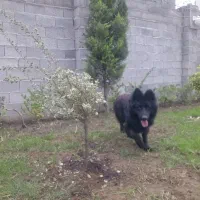 سگ ژرمن بلک|سگ|رشت, گلسار|دیوار