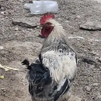 سلام دوتا خروس