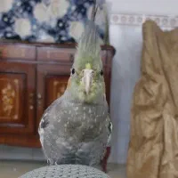 عروس هلندی گمشده