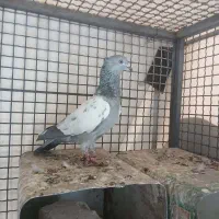 کفتر سینه سبز|پرنده|شیراز, امام حسین|دیوار