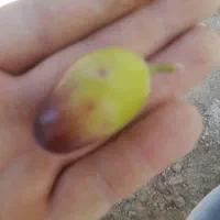 gareap|عمده‌فروشی|بافت, |دیوار