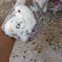 کفتر
