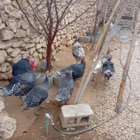 فروش بوقلمون