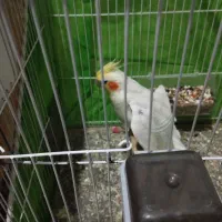 یک جفت عروس هلندی با جوجه لتینو|پرنده|مشهد, کوی المهدی|دیوار