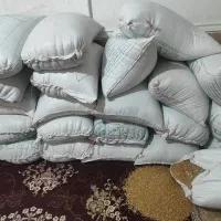 گندم|خوردنی و آشامیدنی|اهواز, دغاغله|دیوار