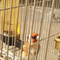 سهره|پرنده|تهران, دارآباد|دیوار