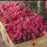 زرشک تازه قاینات شرعی رسید